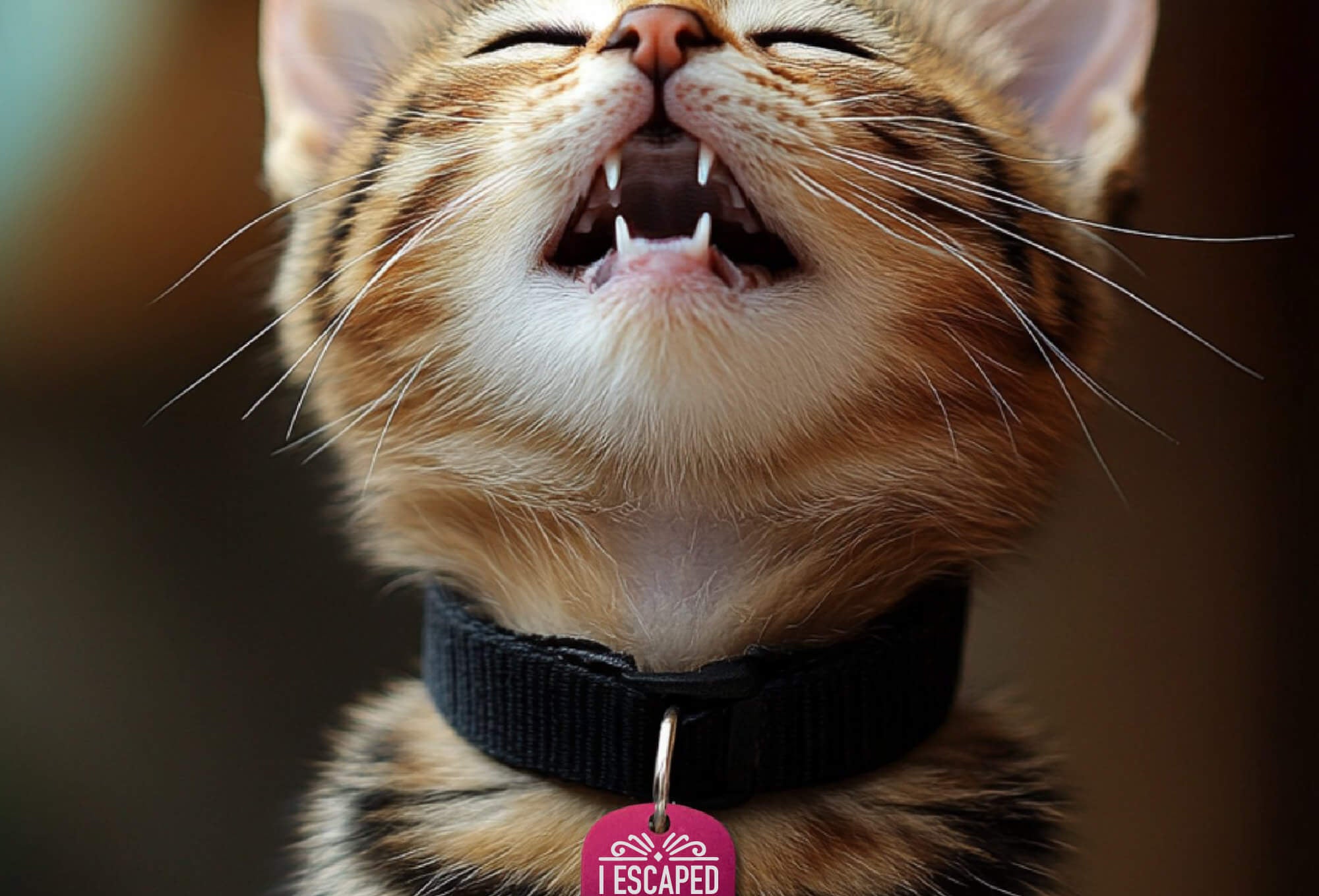 Engraved cat ID tags funny personalized cat collar tag in hot pink worn by cat