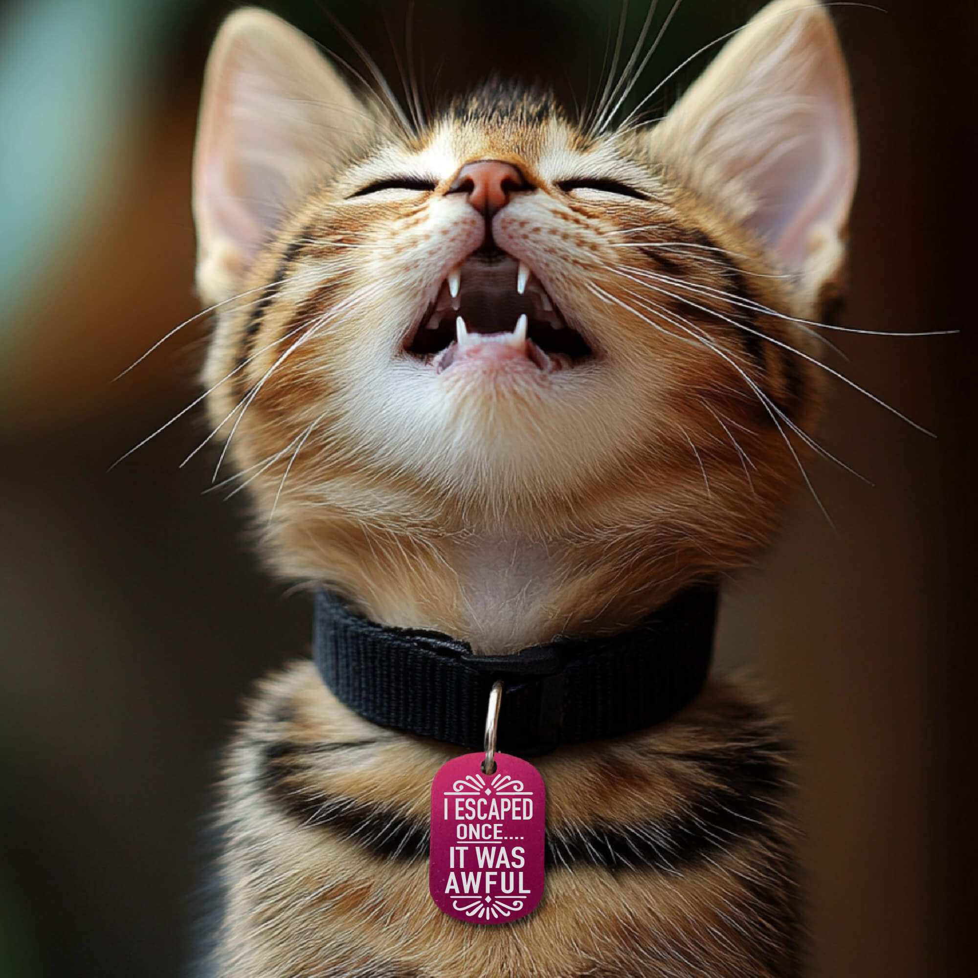 Engraved cat ID tags funny personalized cat collar tag in hot pink worn by cat