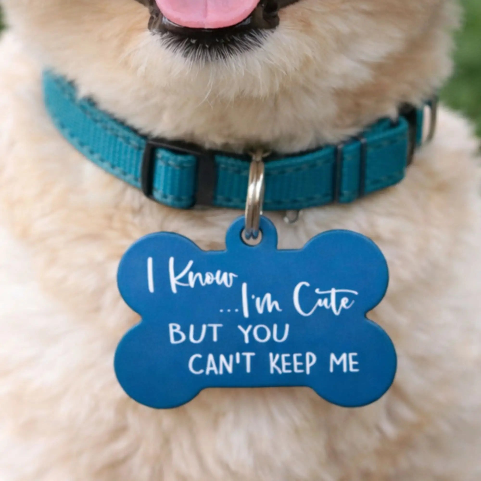 Funny dog ID tag on collar reading “I know I’m cute but you can’t keep me”