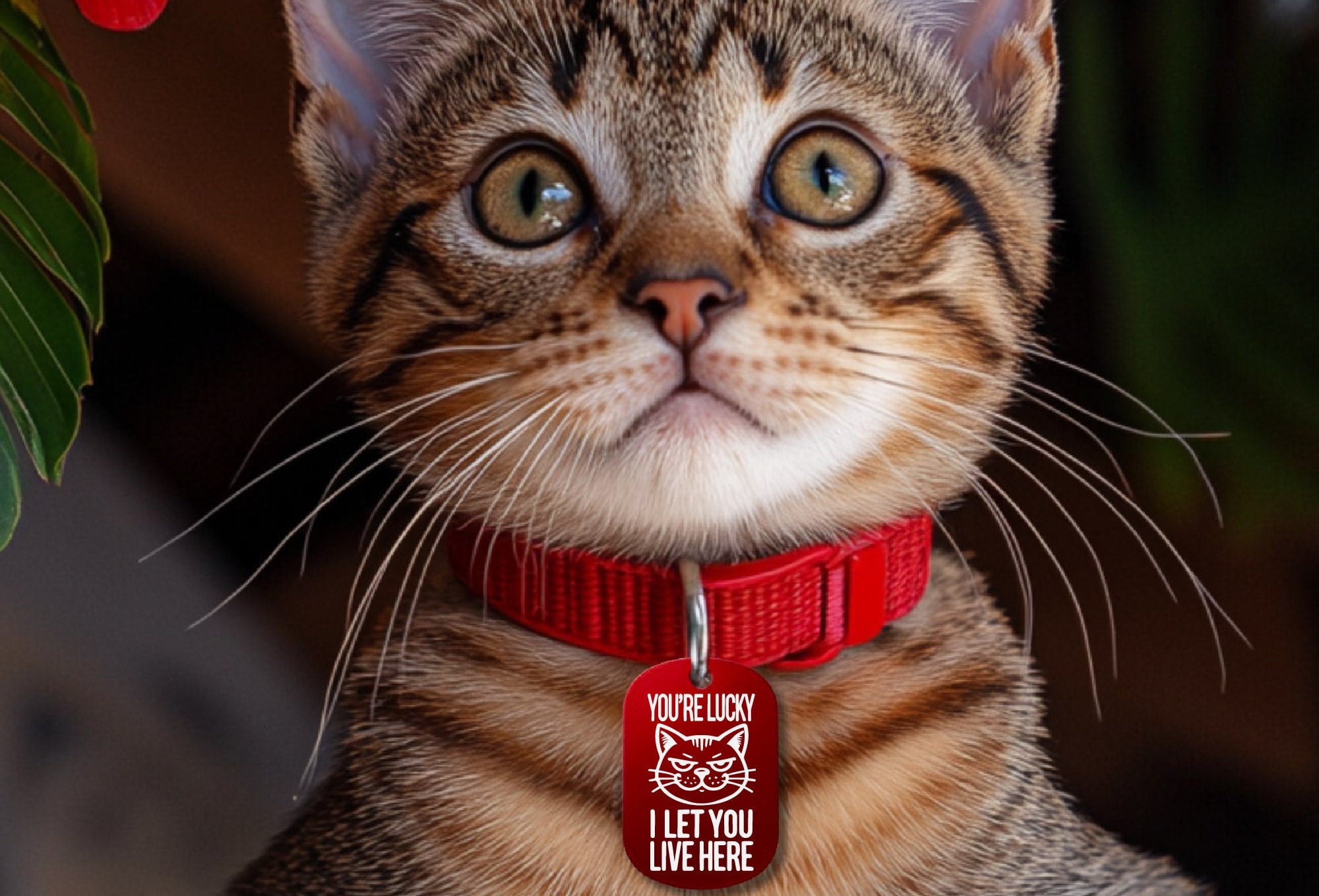 Personalized cat collar tag – funny cat ID tag You're Lucky I Let You Live Here with cat face