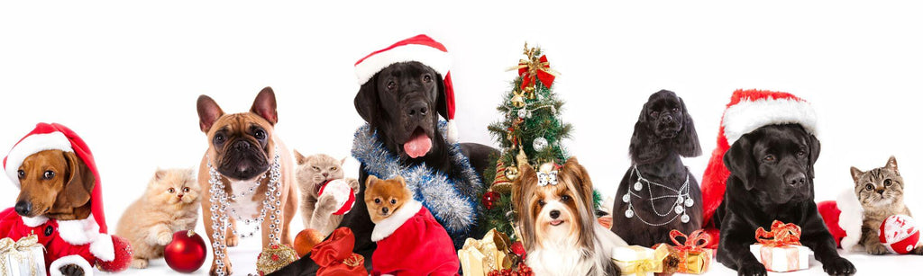 decorative photo of dogs dressed in festive clothes