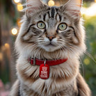 Custom cat collar tags - King of This House design, engraved personalized cat ID tag in red on cat